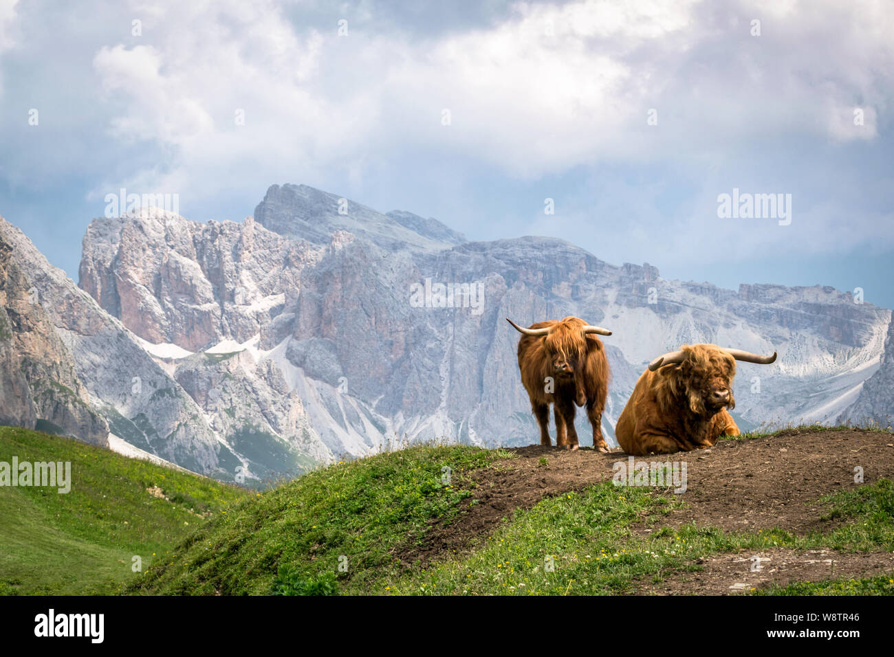This is longhorned cattle grazing in an Alpine meadow in the Italian Alps Stock Photo