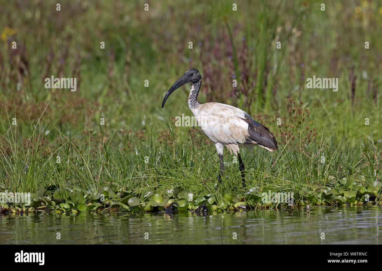 Solitary Sacred ibis, Threskiornis aethiopicus, standing at lake edge, Lake Naivasha, Kenya Stock Photo