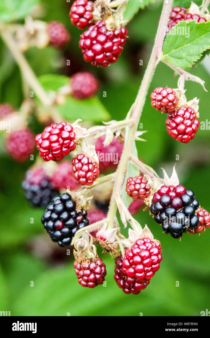 Cutleaf evergreen blackberry, Rubus laciniatus ripening fruits Stock Photo