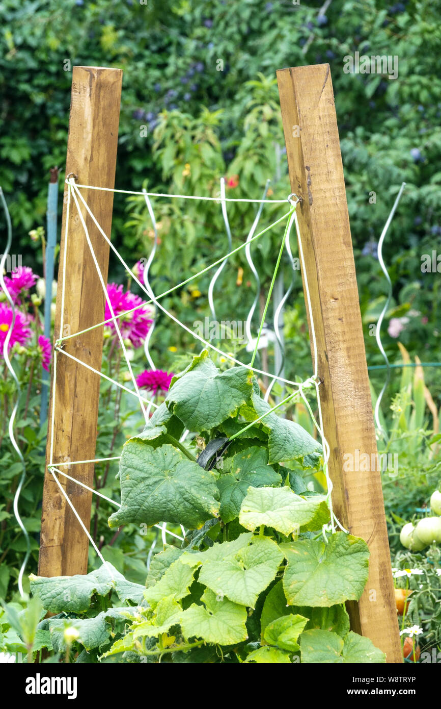 Wooden sticks, stakes and string line to provide support plants in the vegetable garden, August garden growing vegetables climbing cucumber Rope net Stock Photo
