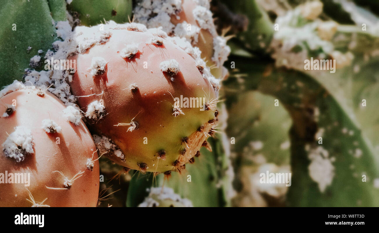 Close-up Prickly pear infected by a plague of cochineal in Andalusia Stock Photo