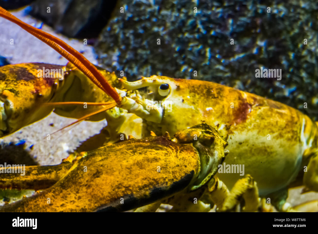 closeup of the face of a american lobster, tropical crustacean specie from the atlantic ocean Stock Photo