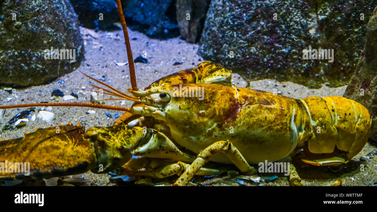 closeup of a american lobster, tropical crustacean specie from the atlantic ocean Stock Photo