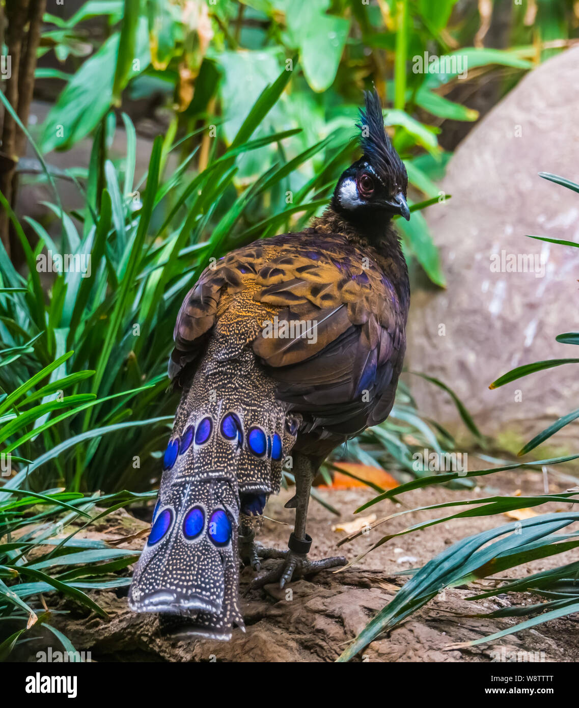 closeup of a male palawan pheasant from the back, beautiful peacock with colorful feathers Stock Photo
