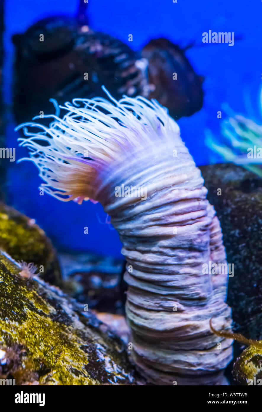 closeup of a flower tube sea anemone, tropical water animal specie from the  indo-pacific ocean Stock Photo - Alamy