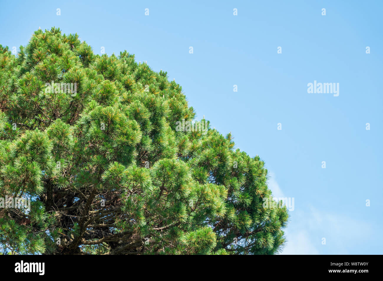 Crown of lush green pine tree with long needles on a background of blue sky. Freshness, nature, concept. Latin: Pinus brutia Stock Photo