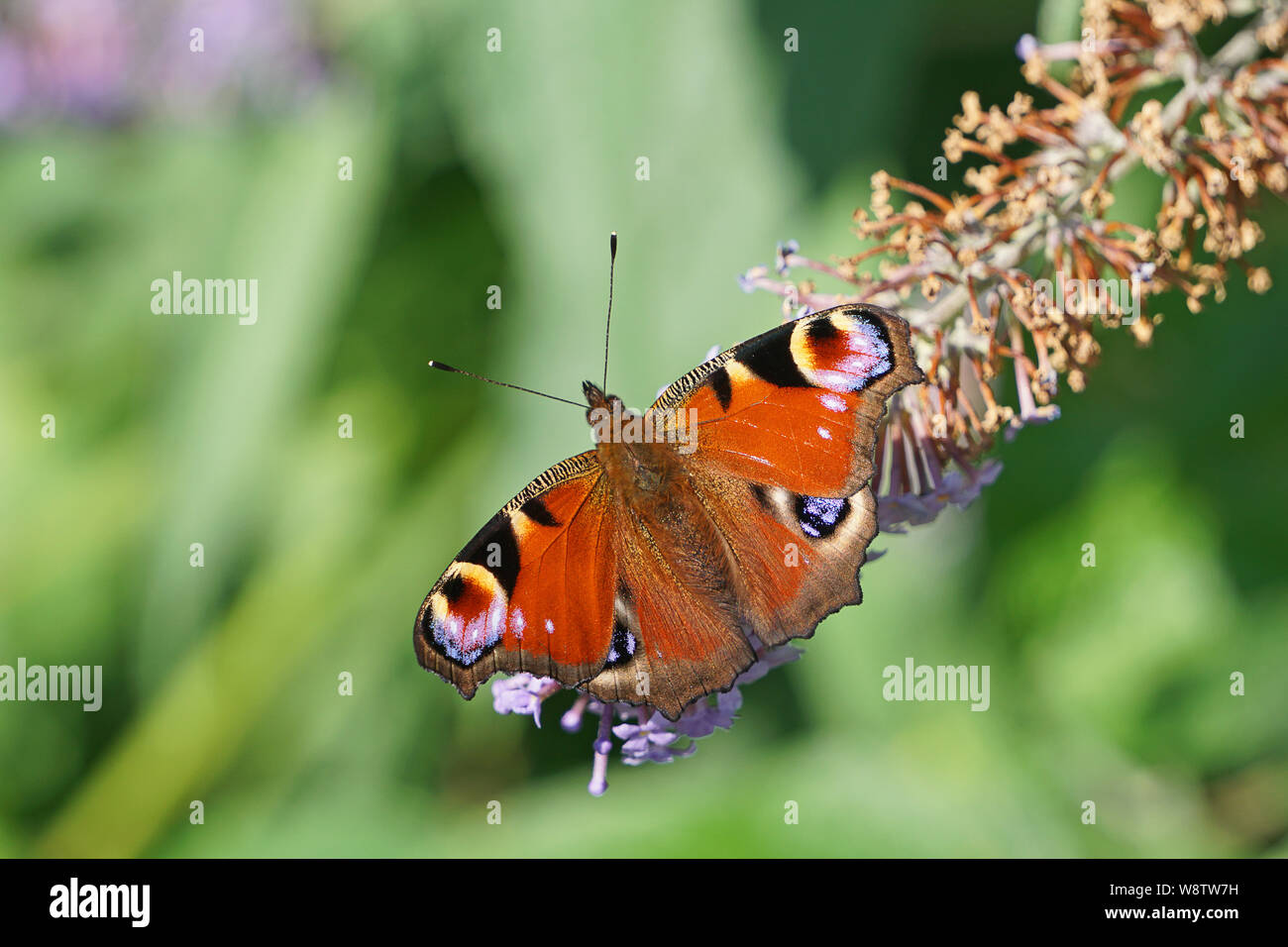 A close-up of a peacock butterfly on a buddleia bush Stock Photo