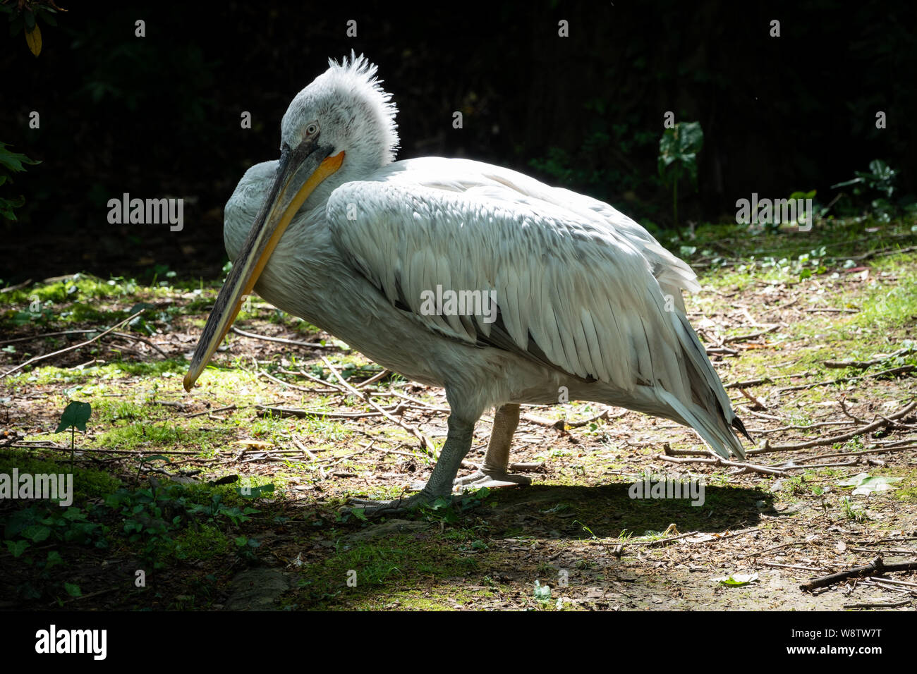 The Dalmatian pelican, Pelecanus crispus, is the most massive member of the pelican family. A large white pelican stands among green bushes. Stock Photo