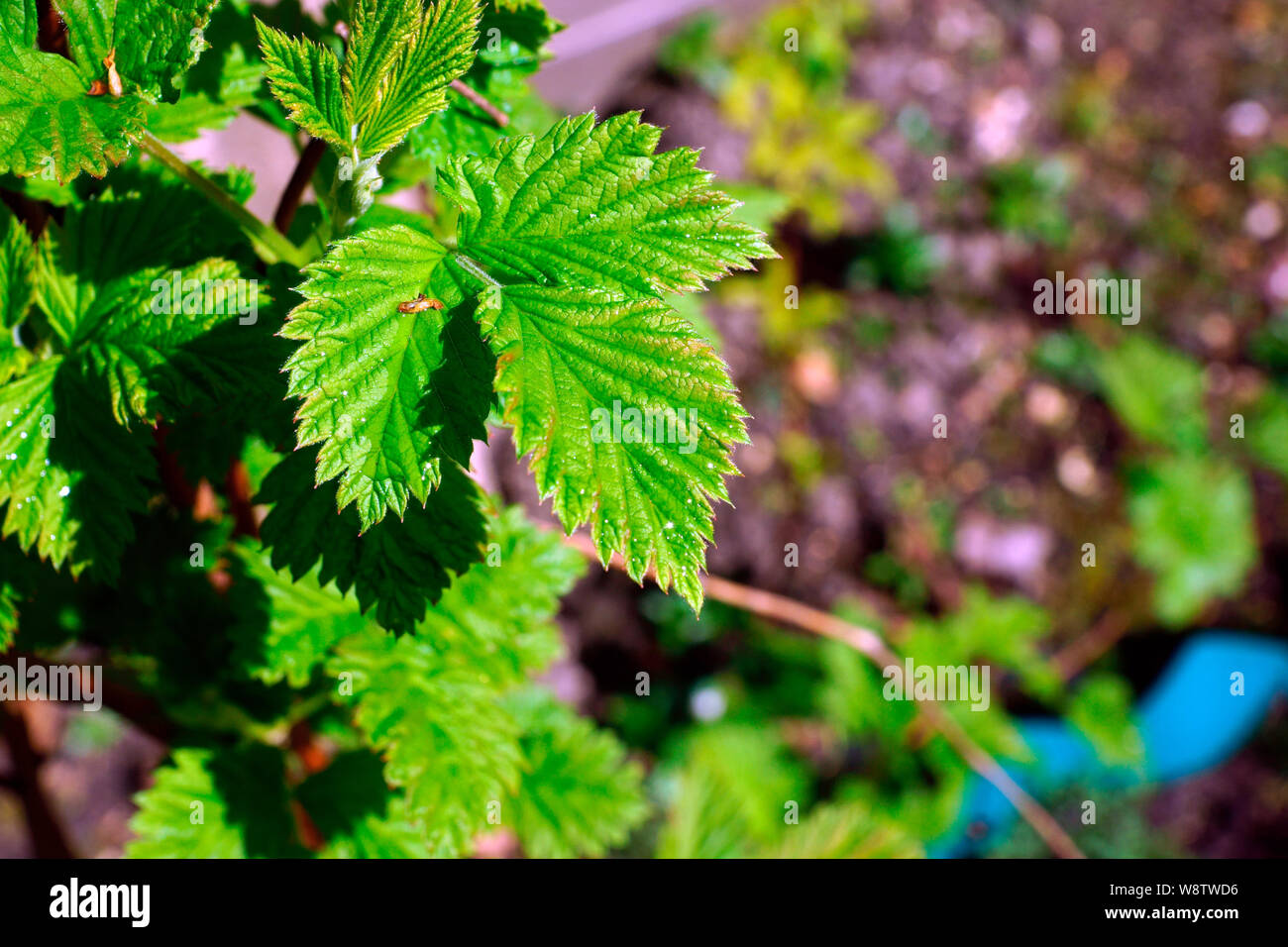 RASPBERRY SPROUTING LEAVES Stock Photo - Alamy