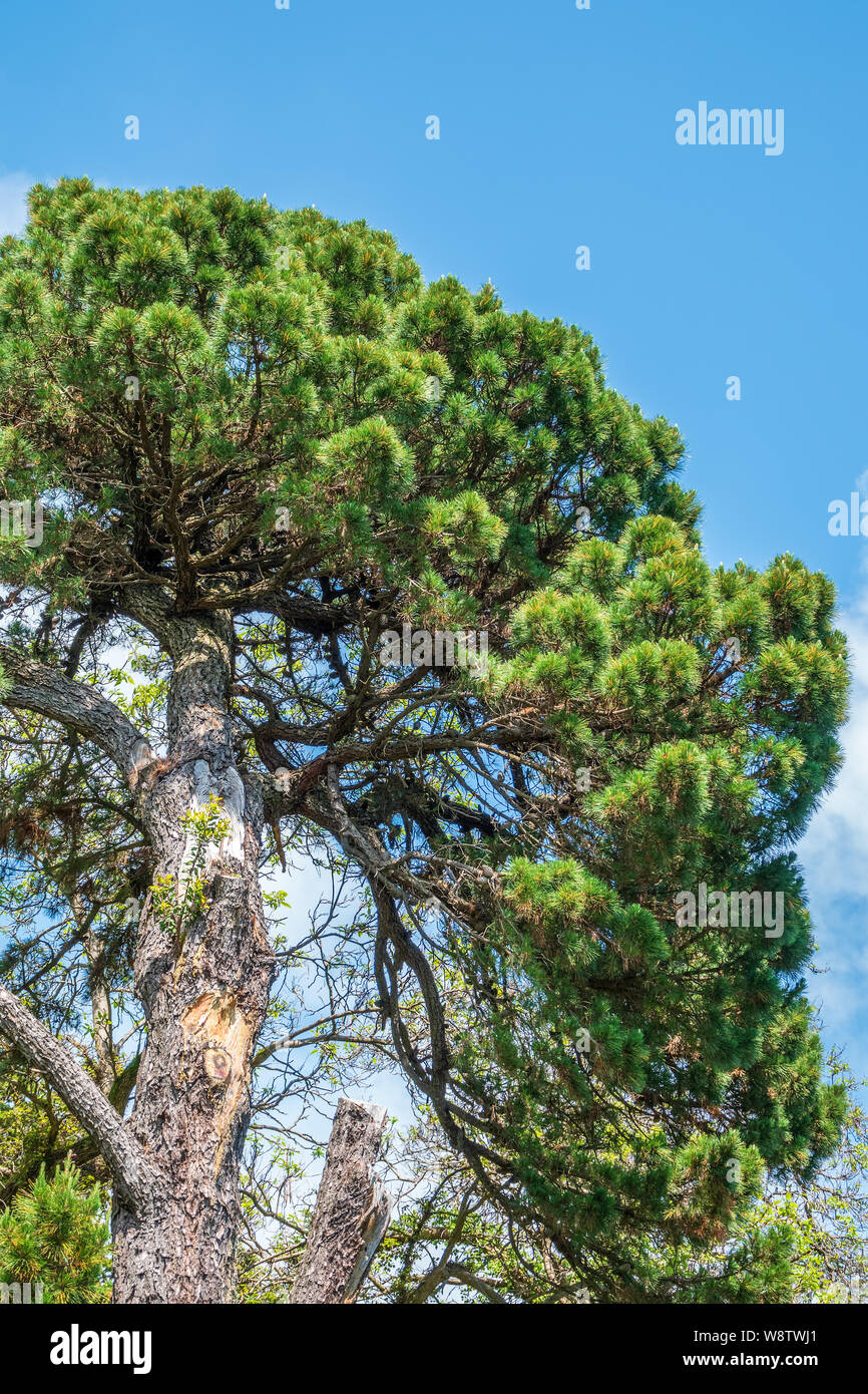 Crown of lush green pine tree with long needles on a background of blue sky. Freshness, nature, concept. Latin: Pinus brutia Stock Photo