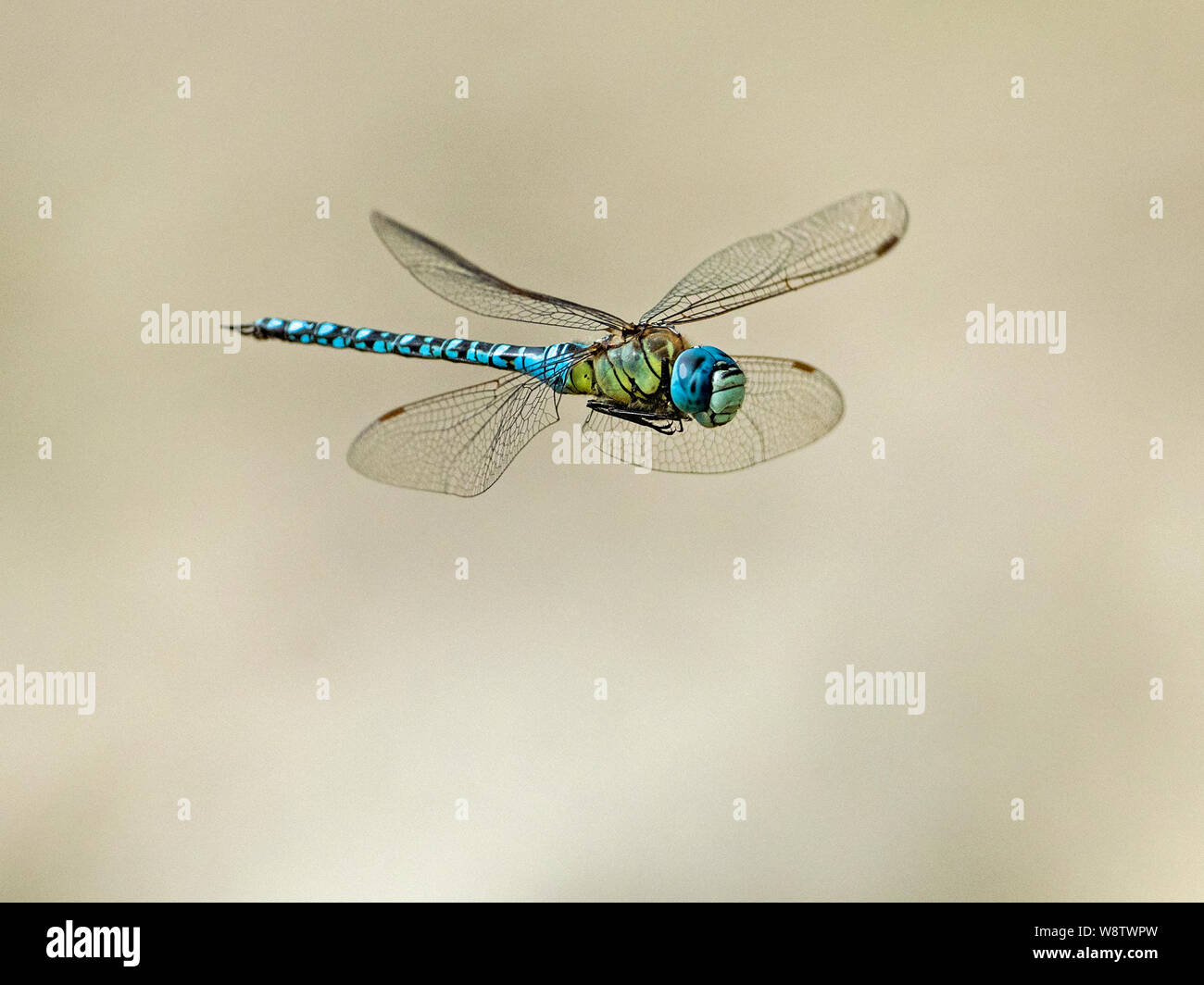 Male Southern Migrant Hawker (Aeshna affinis) in flight, Cambridgeshire, England Stock Photo