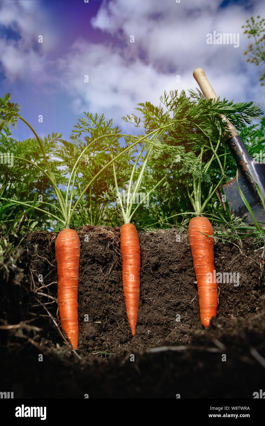 ripe carrots in the ground and its leaves in the air with a shallow
