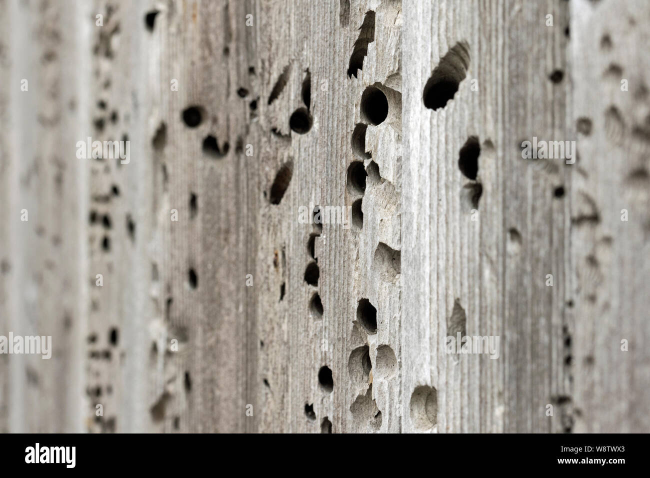 Detail of planks in shed door made from wood damaged by the naval shipworm (Teredo navalis), St Mary's, Isles of Scilly, England Stock Photo