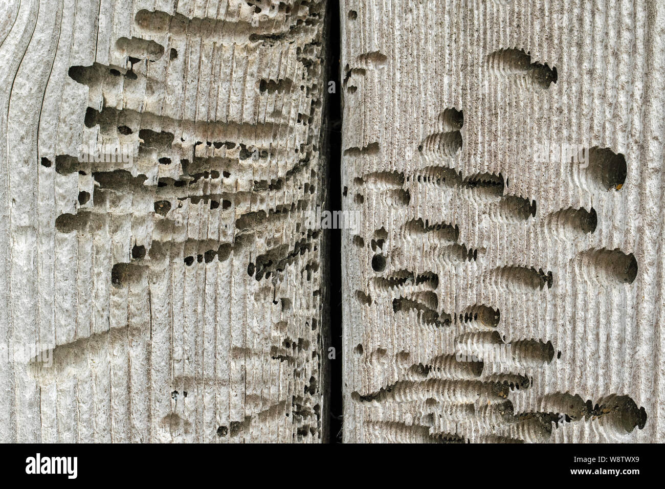 Detail of planks in shed door made from wood damaged by the naval shipworm (Teredo navalis), St Mary's, Isles of Scilly, England Stock Photo