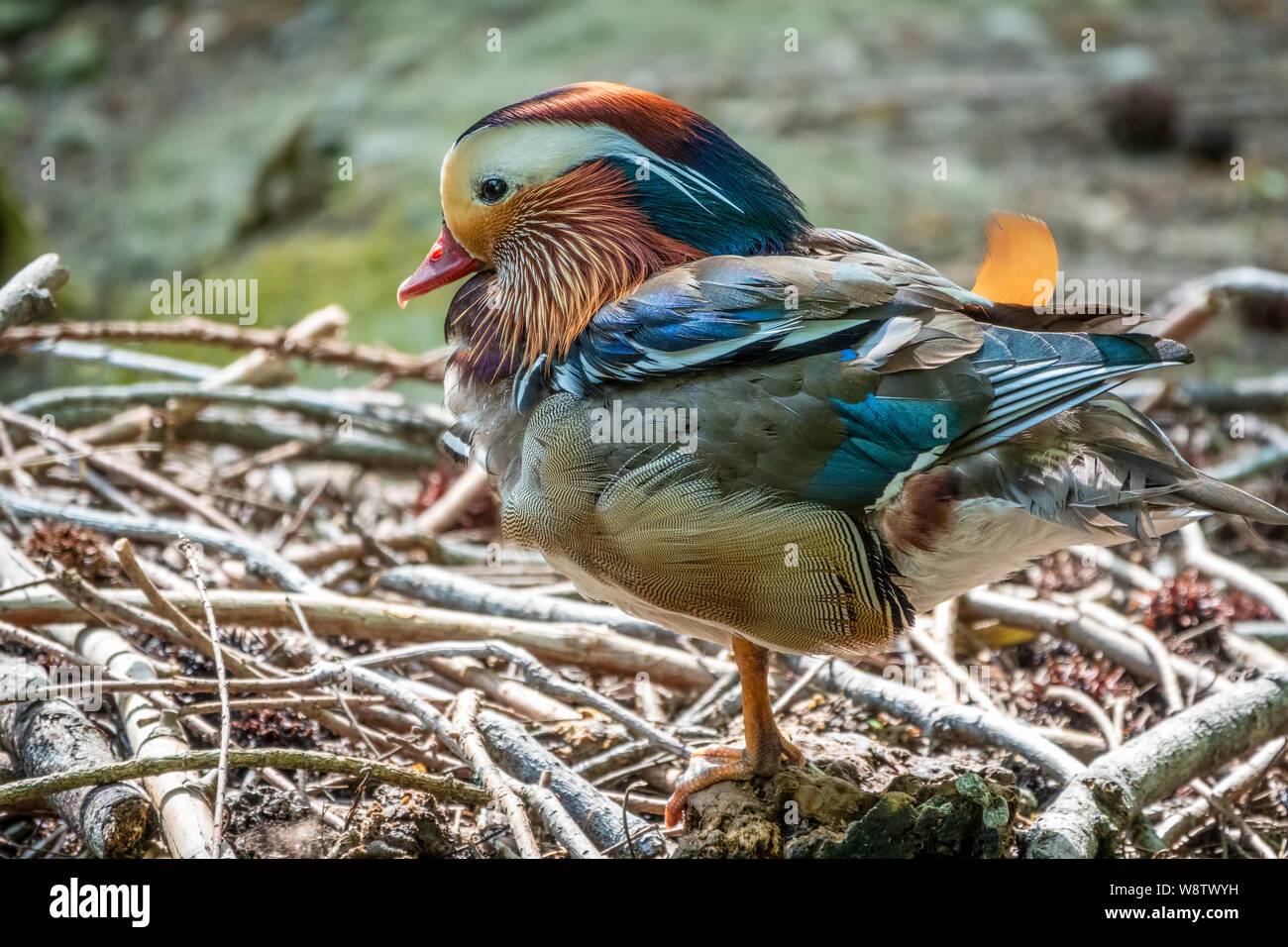 Beautiful colorful Mandarin duck on a stone near pond. The mandarin