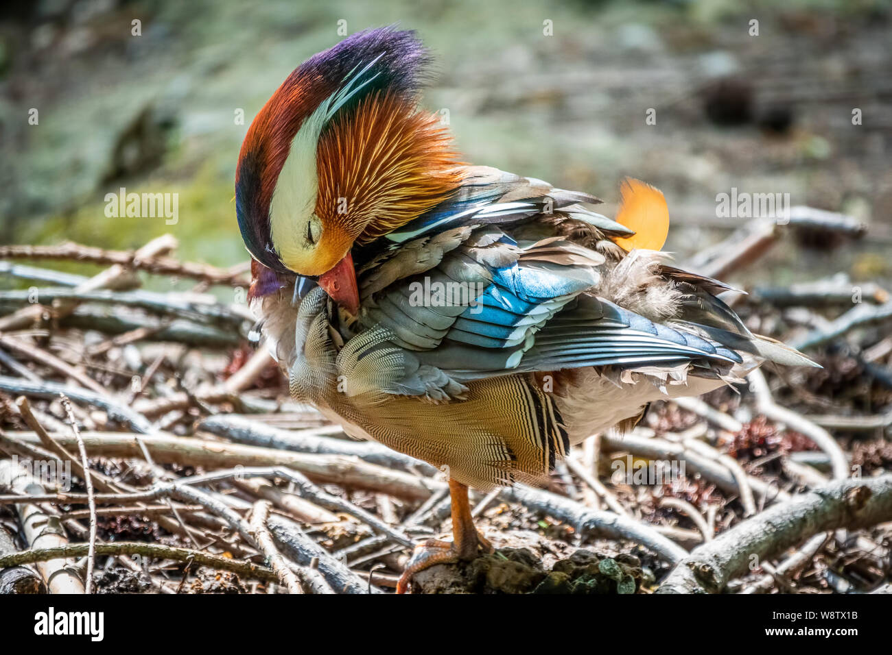 Beautiful colorful Mandarin duck cleans feathers on a stone near the
