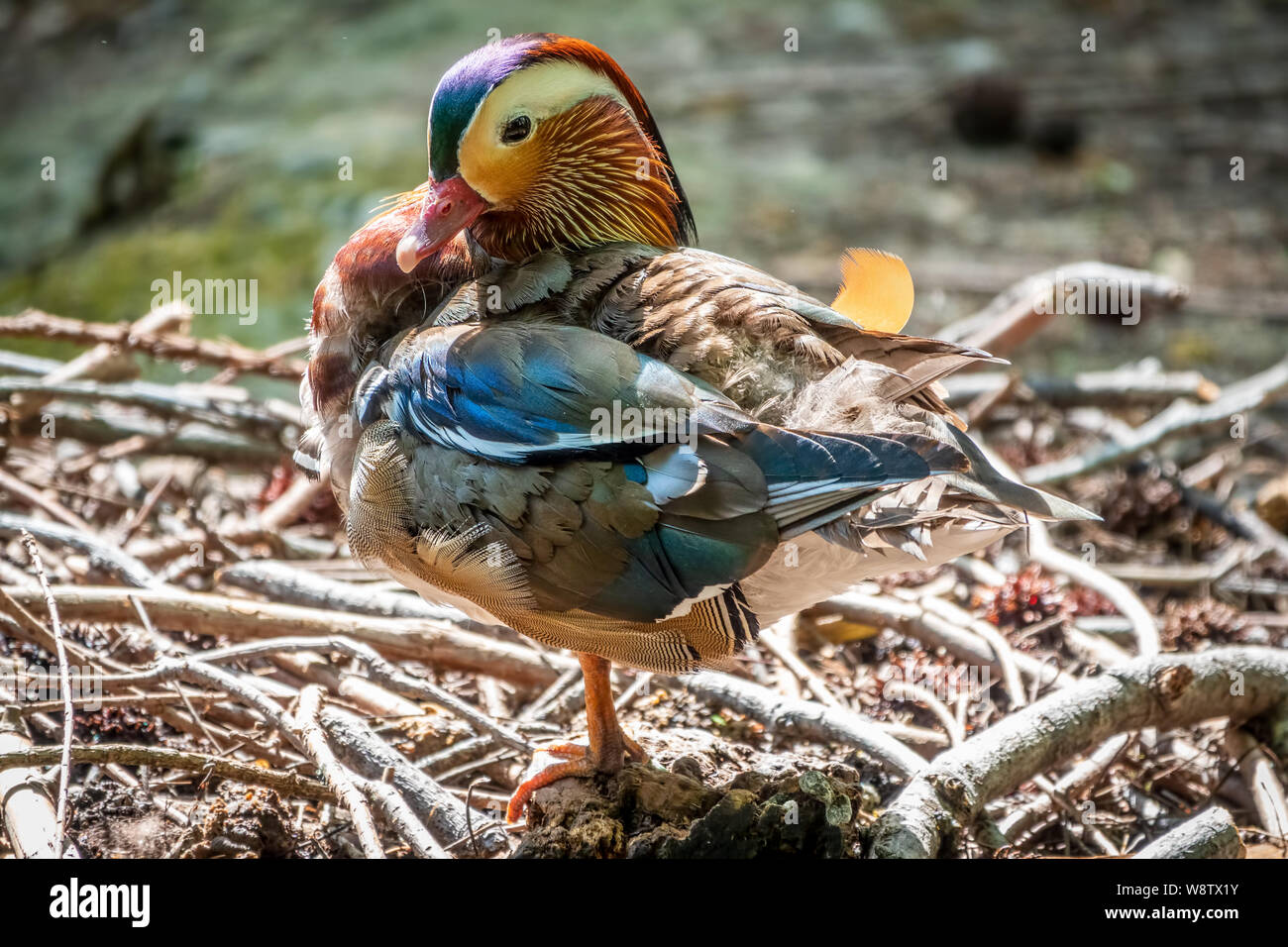 Beautiful colorful Mandarin duck cleans feathers on a stone near the