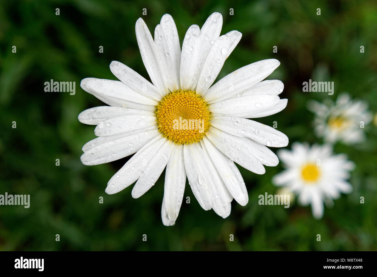 Closeup up white oxeye daisy flower with dew drops clinging to its petals, British Columbia, Canada Stock Photo