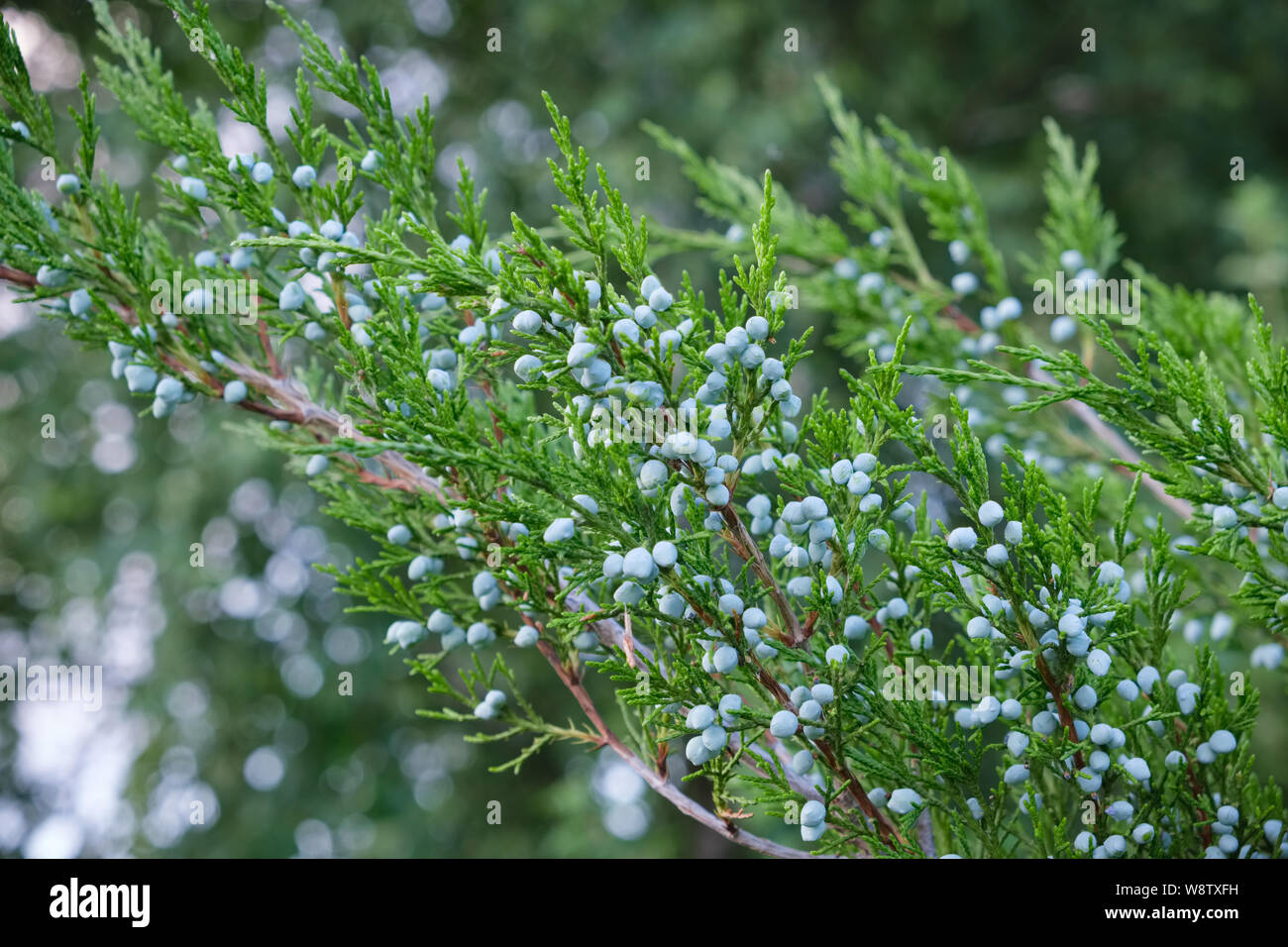 Juniper bush branch with berries. Stock Photo