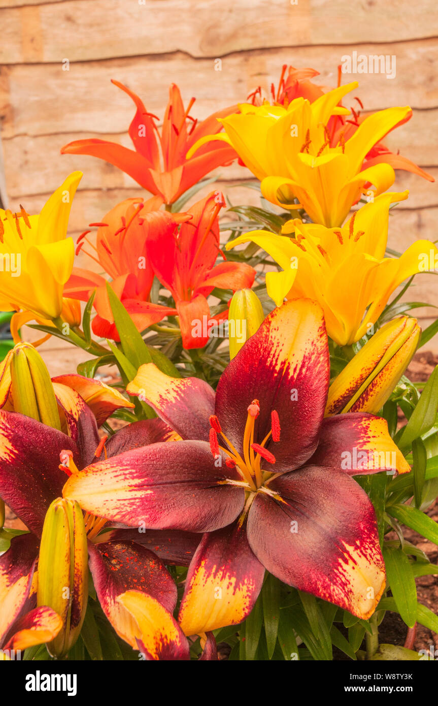 Perennial lilies deals