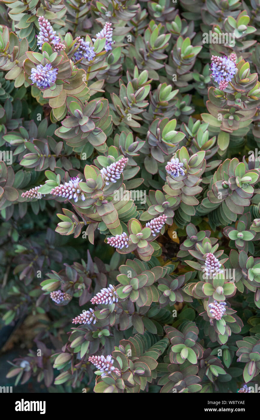 Hebe Red Edge showing grey green leaves with a red edge to them and pink flower spikes.in summer   A shrub plant that is frost tender Stock Photo