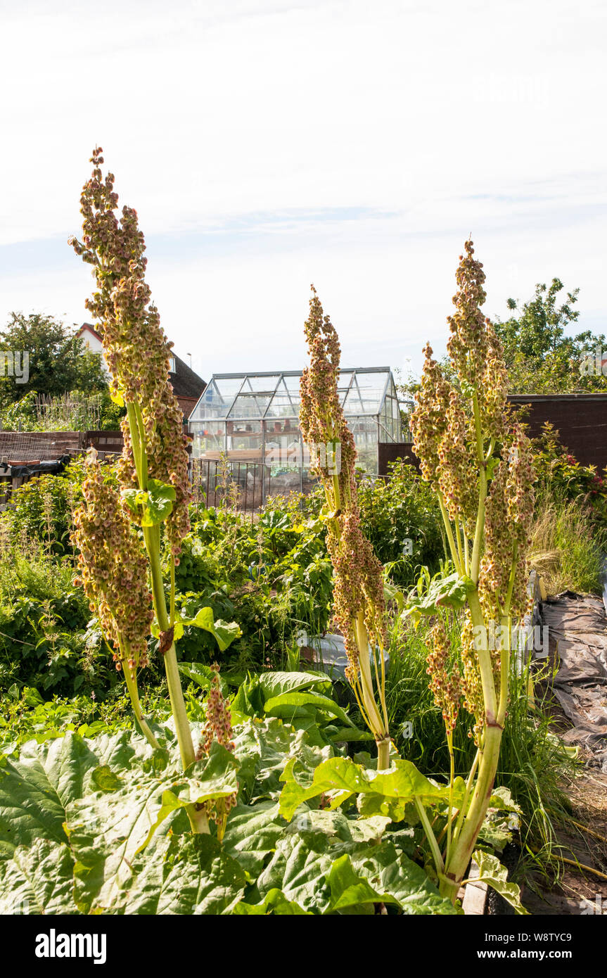Seed stalks on Rhubarb plants in summer Stock Photo Alamy
