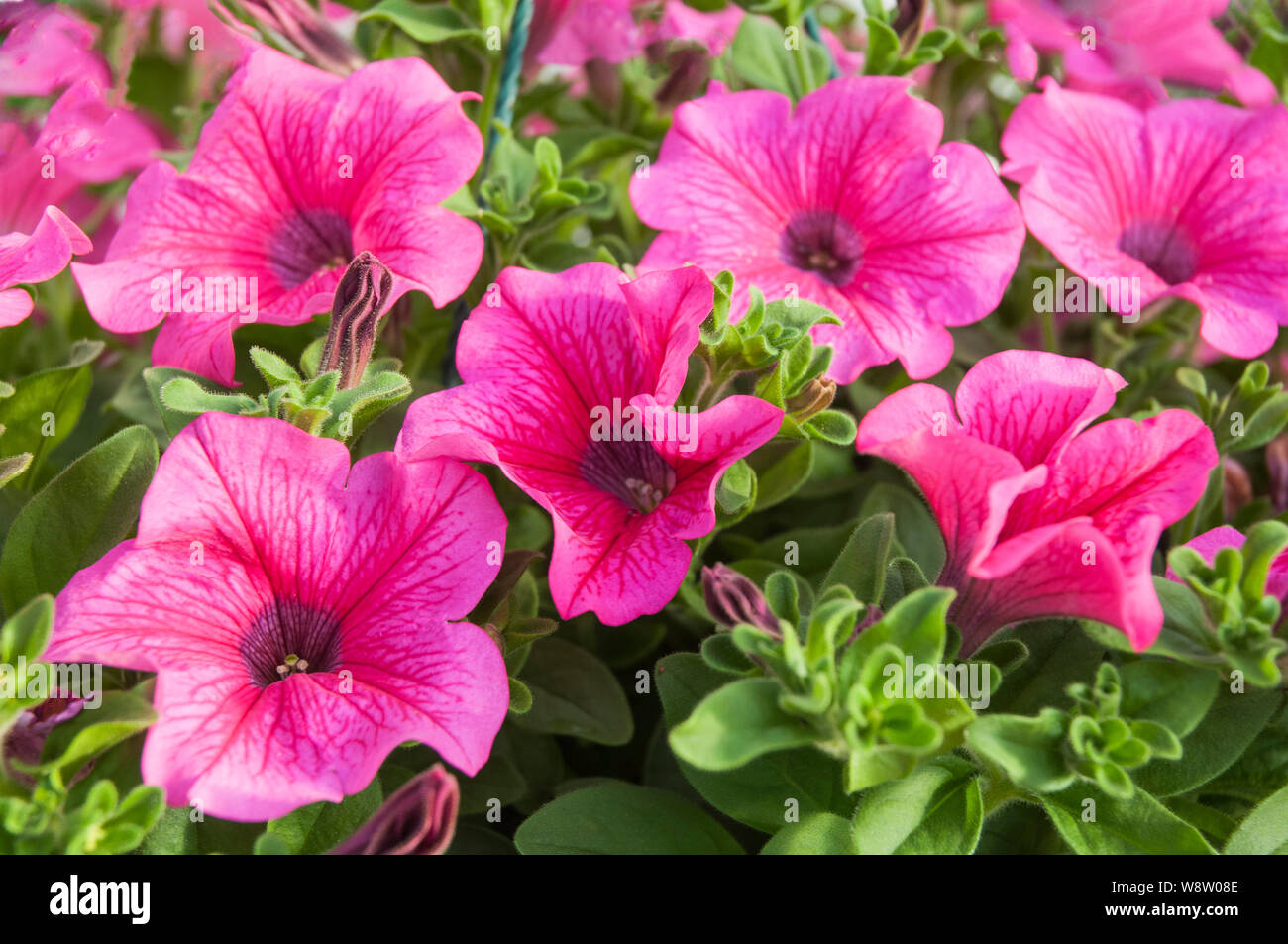 Grandiflora petunia or Petunia Surfinia Hot Red vigorous annual trailing flower that is used in hanging baskets window boxes tubs and borders etc Stock Photo