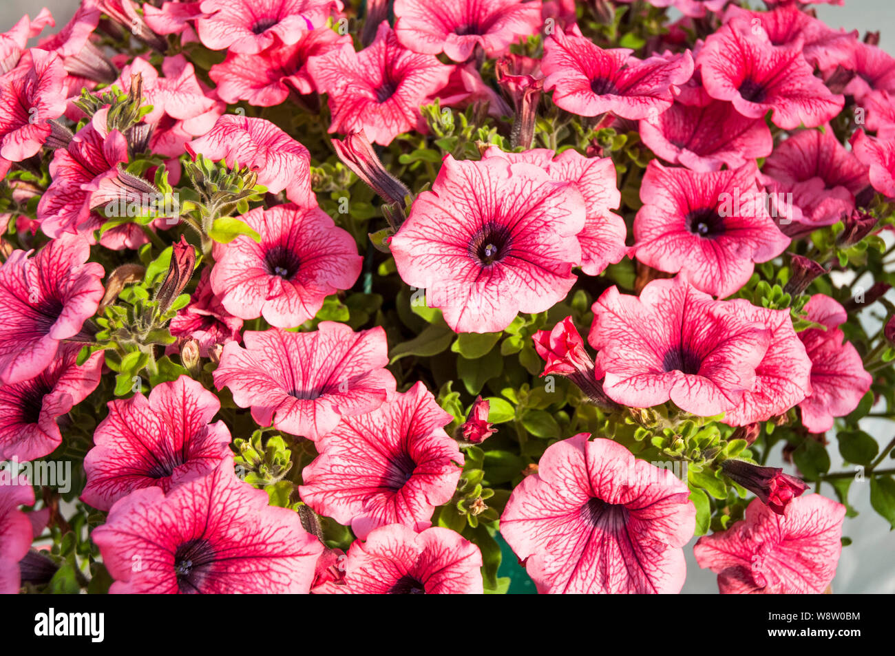 Petunia surfinia hot pink hi-res stock photography and images - Alamy