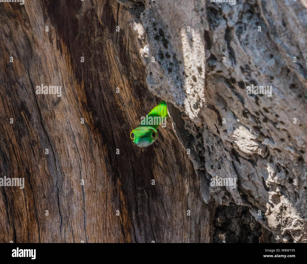 South-eastern green snake peaking his head out between two trees. Stock Photo