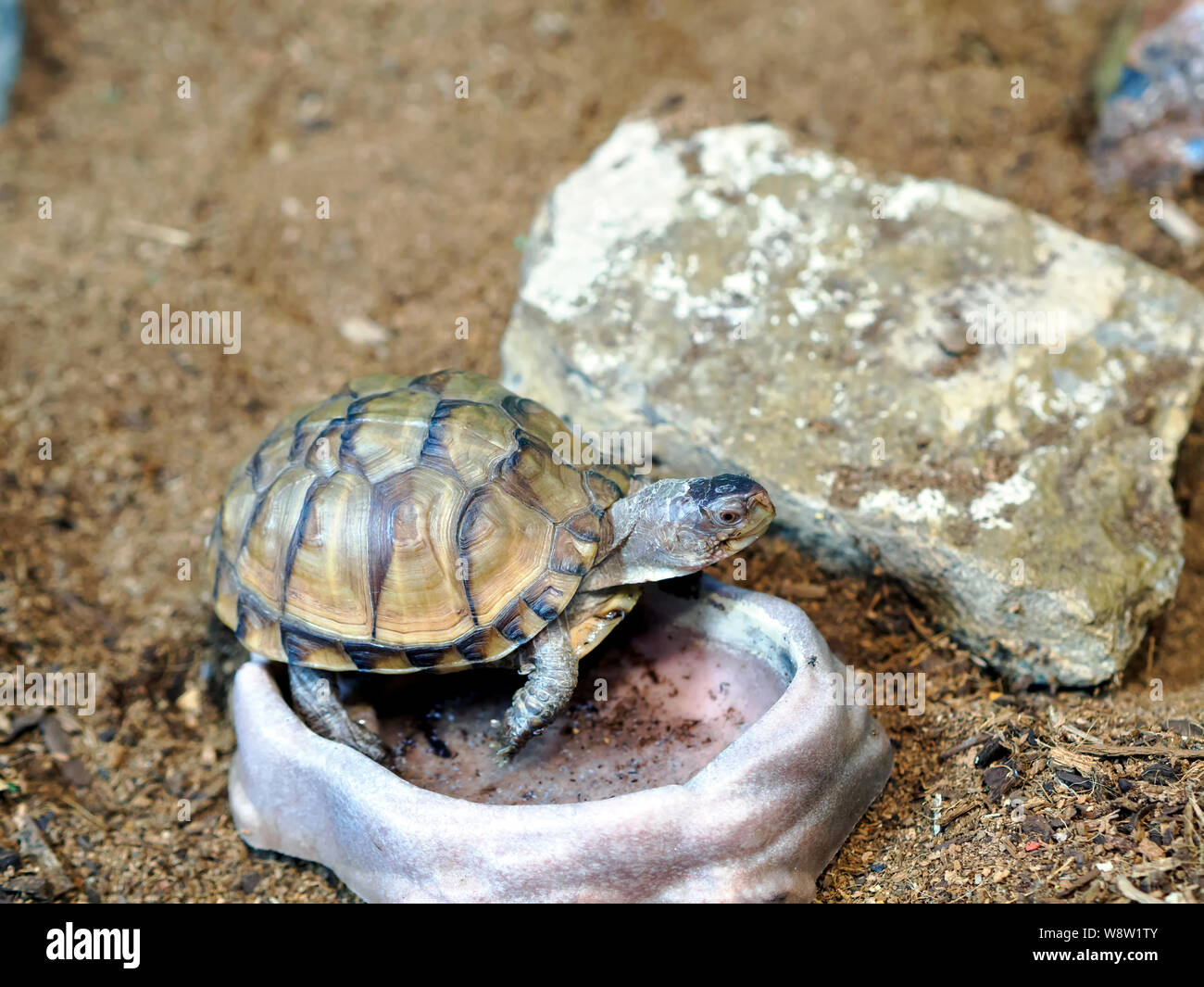 Ornate box turtle, Terrapene ornata ornata, climbing into a water dish. South Texas Botanical Gardens & Nature Center in Corpus Christi, Texas USA. Stock Photo