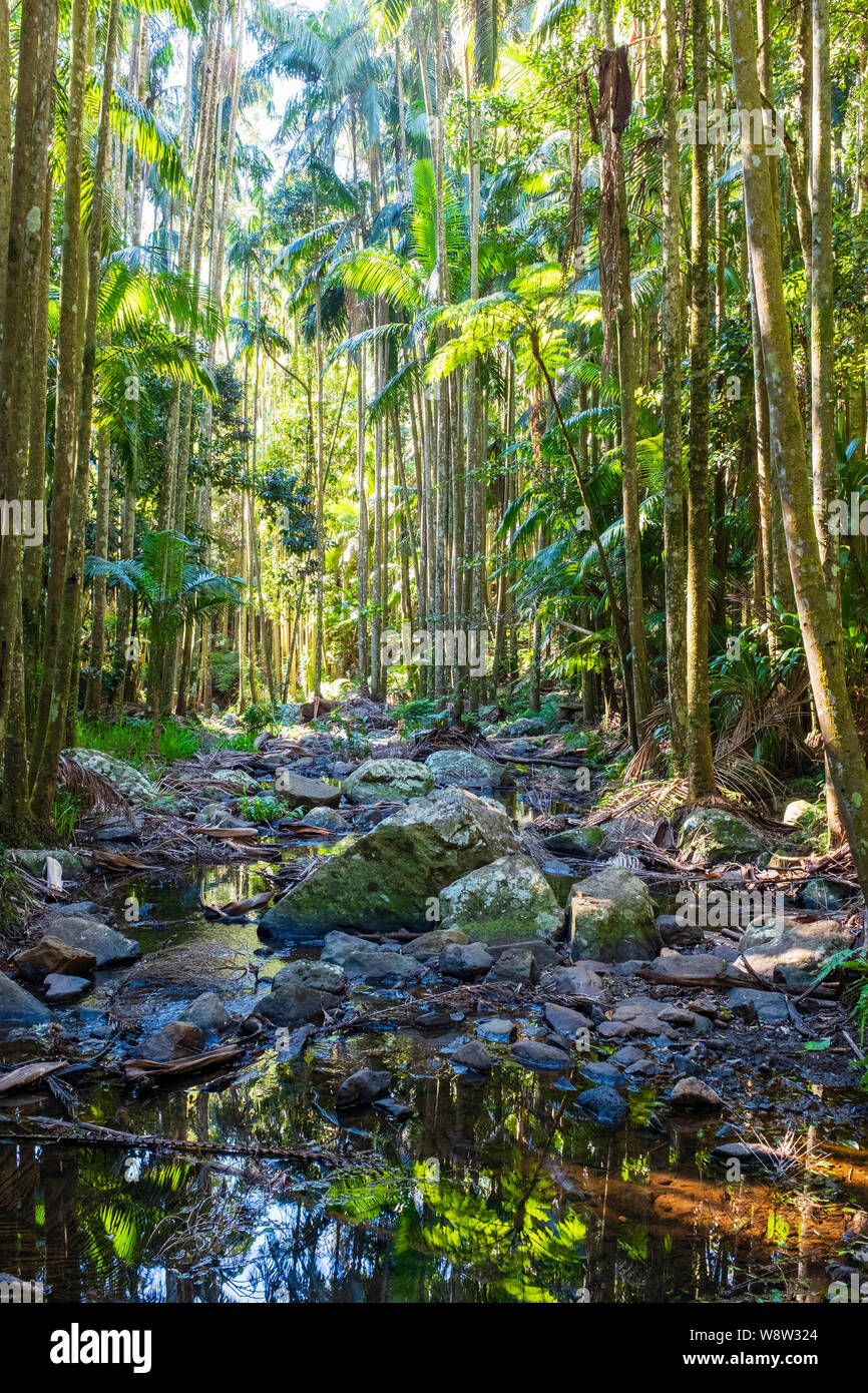 View through the rainforest of palm trees along a small rocky stream bed from a walking track at Tamborine Mountain Queensland Australia Stock Photo