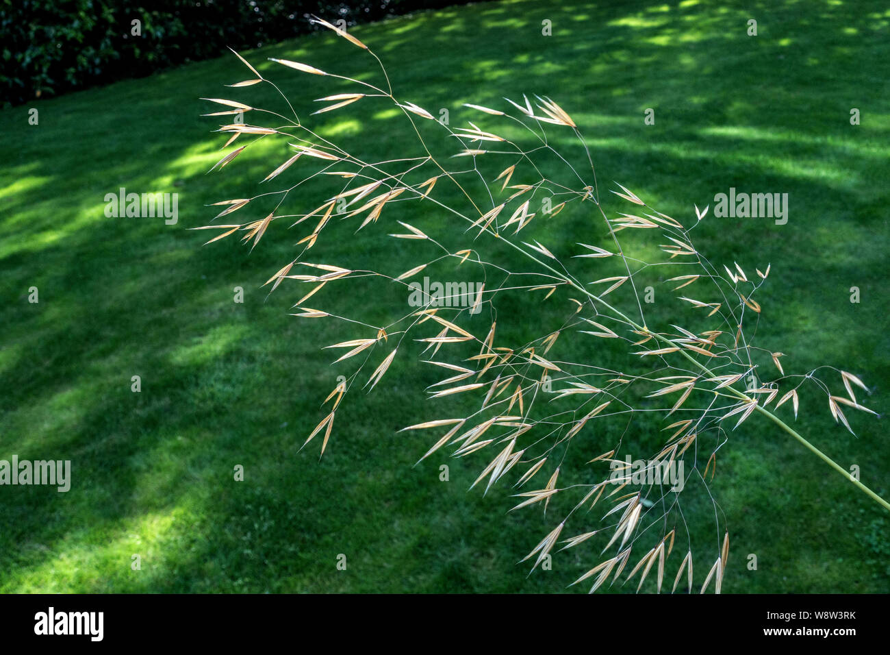 Wild grass backlit by the sun Stock Photo