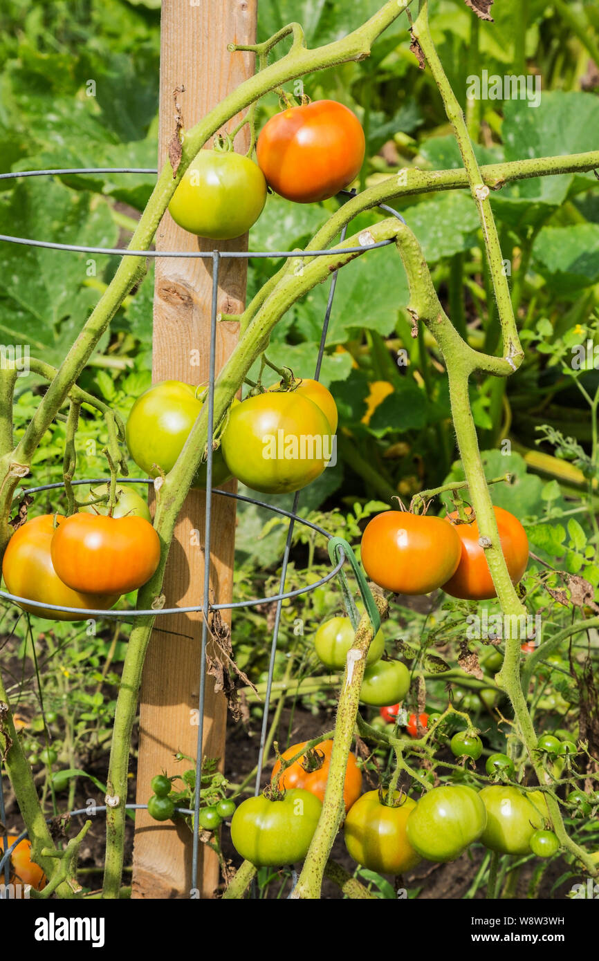 Organically grown red Lycopersicon esculentum - Tomato plants in residential backyard vegetable garden in summer Stock Photo