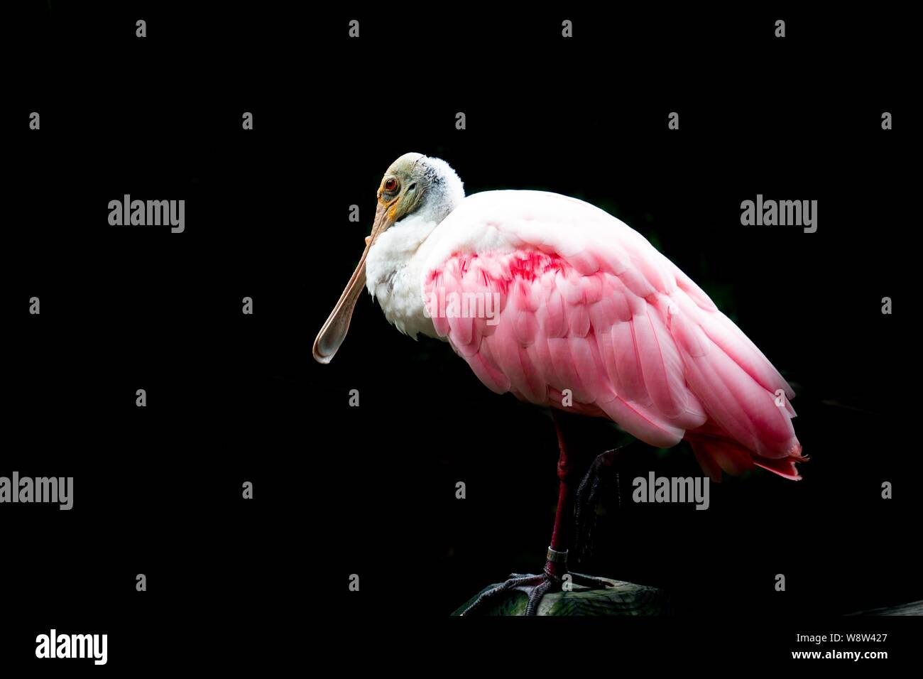 Roseate spoonbill isolated on black background. Stock Photo