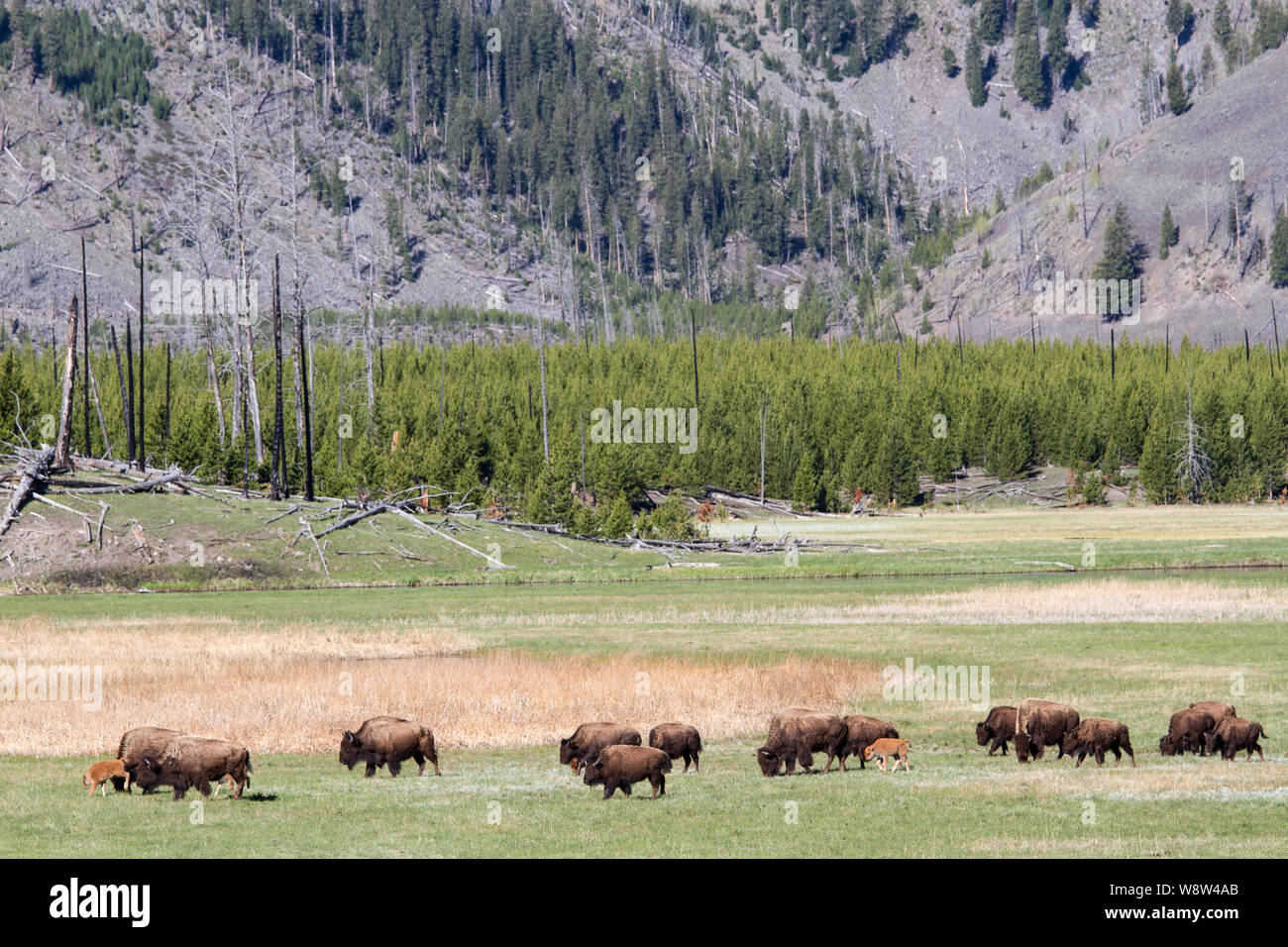 American Bison grazing in Yellowstone National Park Stock Photo - Alamy