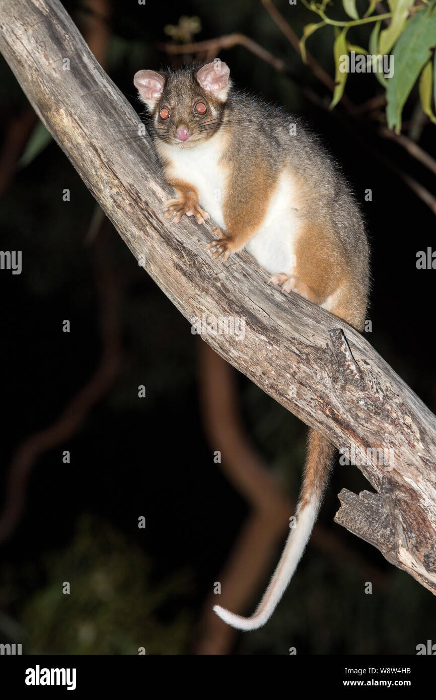 Common Ringtail Possum in tree Stock Photo