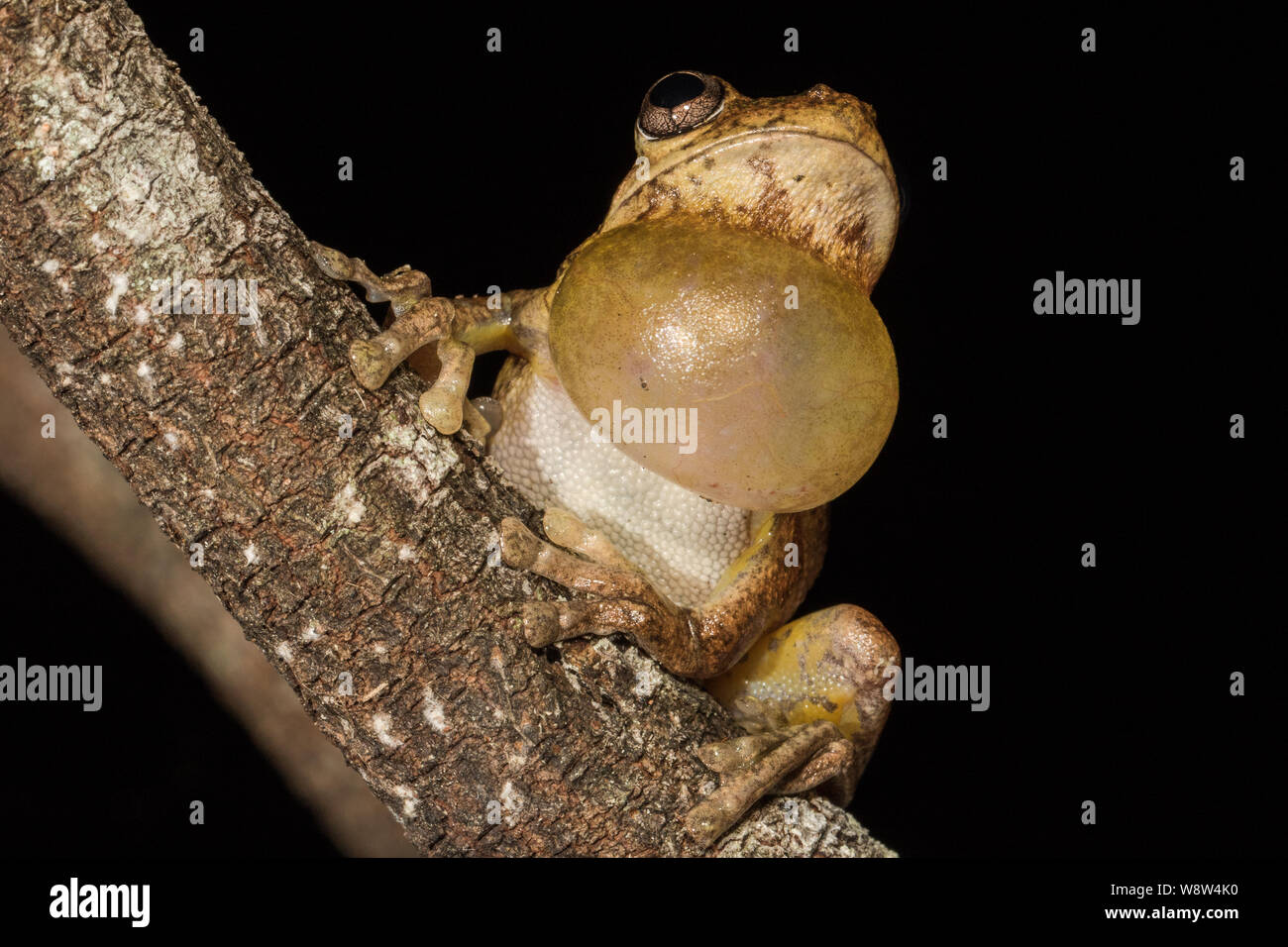 Laughing Tree Frog calling Stock Photo - Alamy