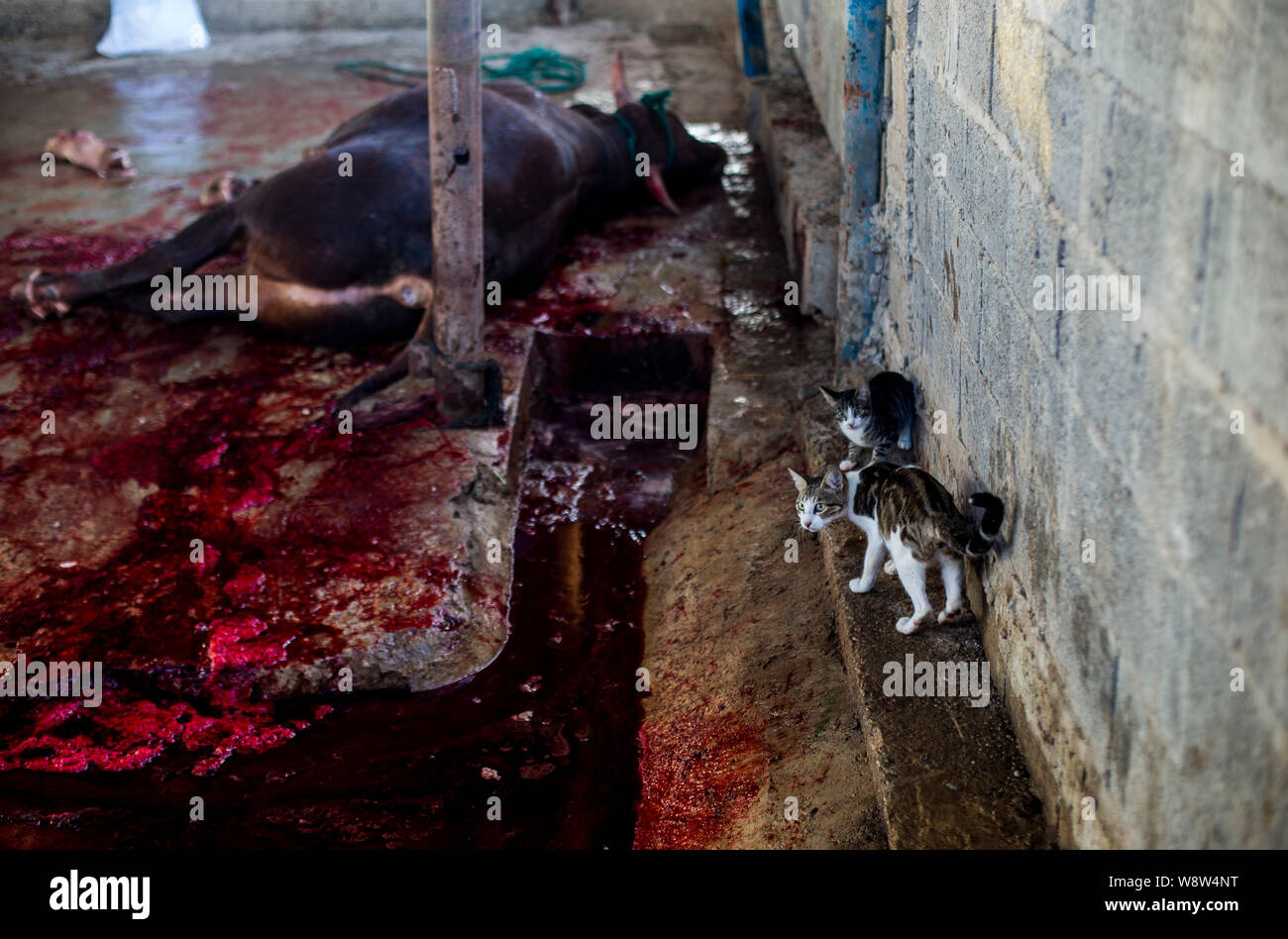 EDITOR'S NOTE: Image contains graphic content.)Cats next to a slaughtered  cow's blood during the Holy Day. Eid al-Adha celebration, indicates the  willingness of Prophet Ibrahim (Abraham for Christians and Jews) to  sacrifice