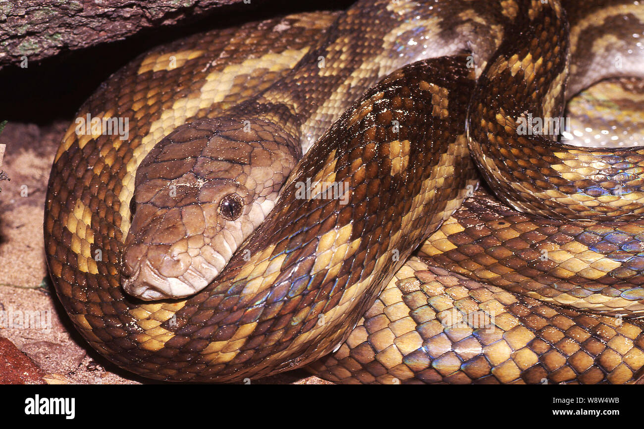 Scrub Python in situ Stock Photo - Alamy