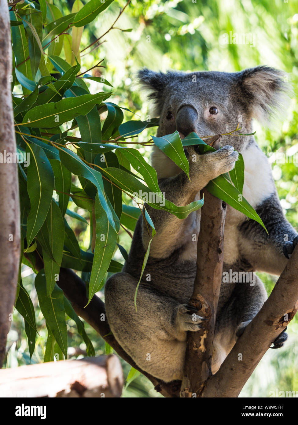Koala (Phascolarctos cinereus), a thickset arboreal marsupial herbivore