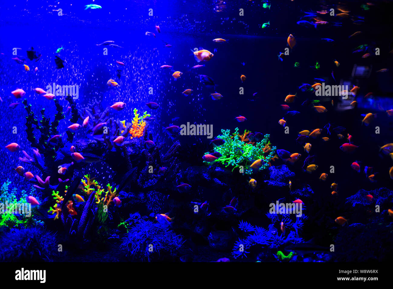 Beautiful group of sea fishes captured on camera under the water on dark blue natural backdrop of the ocean or aquarium. Underwater colorful fishes Stock Photo