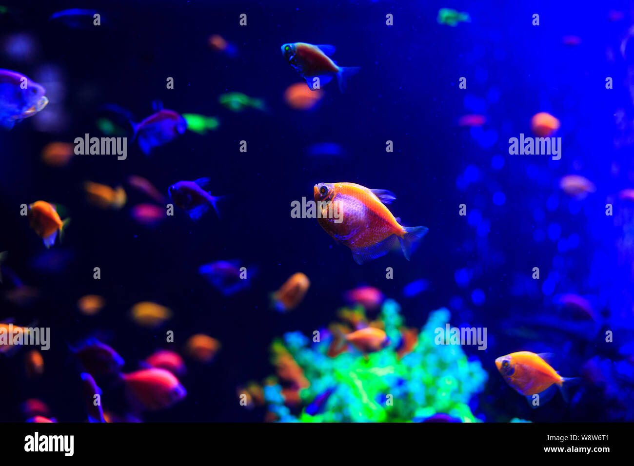 Beautiful group of sea fishes captured on camera under the water on dark blue natural backdrop of the ocean or aquarium. Underwater colorful fishes Stock Photo