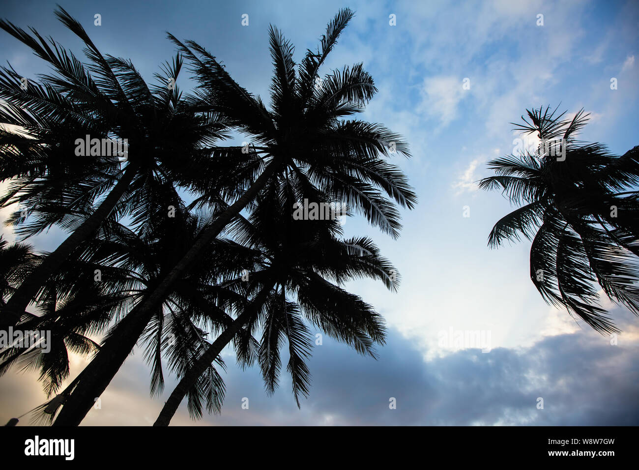 Silhouette of tropical palm trees against a blue sky. Stock Photo