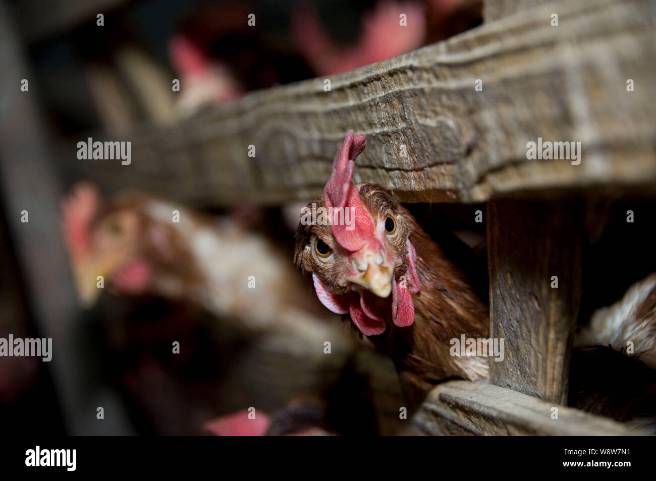 Chickens Are For Sale At A Wholesale Market In Jiangmen City