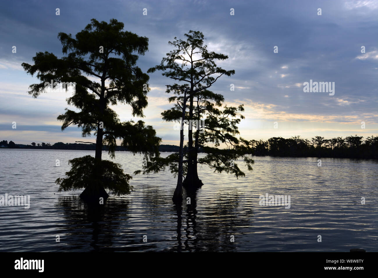 Cypress trees are silhouetted against morning clouds on the Perquimans River outside the small town of Hertford in North Carolina. Stock Photo