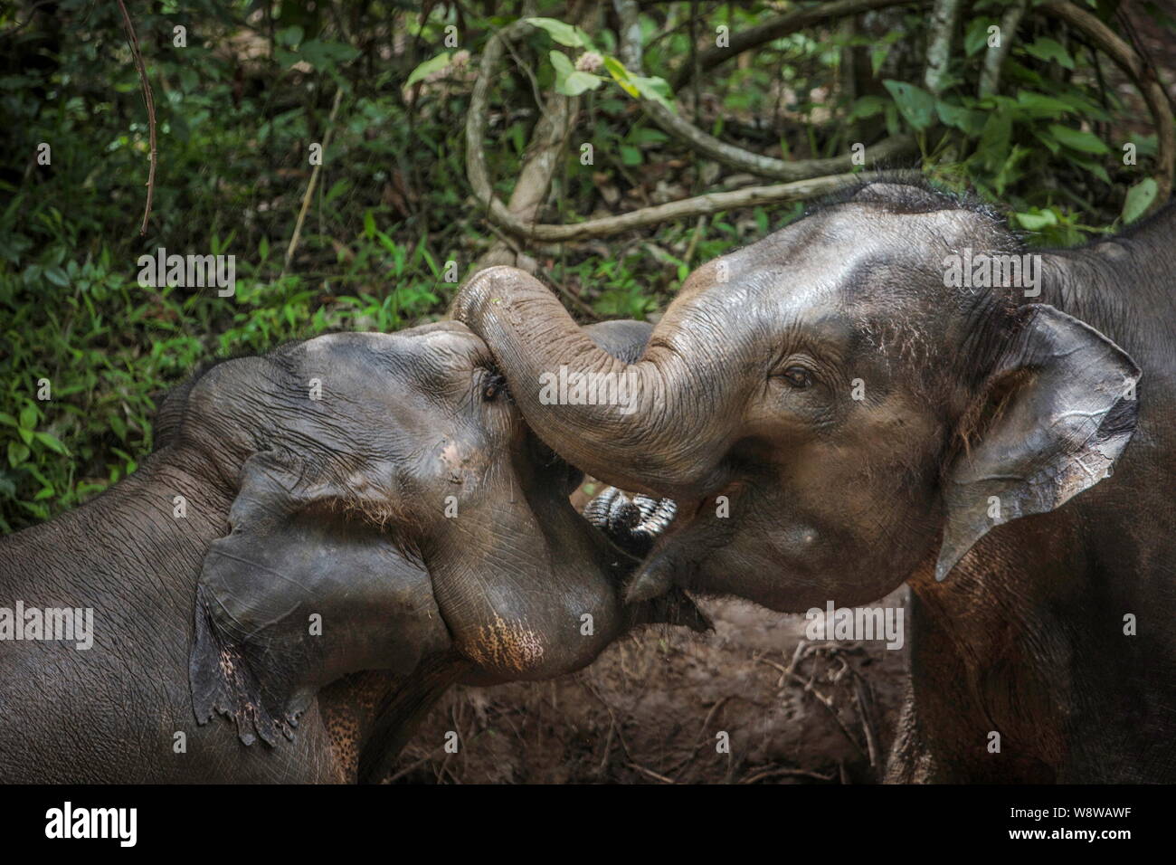 Wild elephants have fun in a river in the Wild Elephant Valley in Jinghong city, Xishuangbanna Dai Autonomous Prefecture, southwest Chinas Yunnan prov Stock Photo