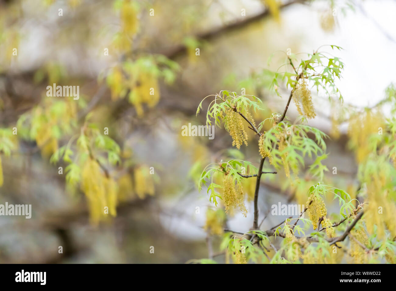 Green and yellow oak tree leaves with tassels catkins flowers in early spring and bokeh background in Virginia Stock Photo