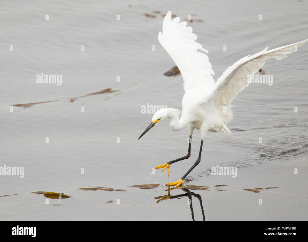 Snowy Egret Landing on Ocean One Foot Touching Water Stock Photo