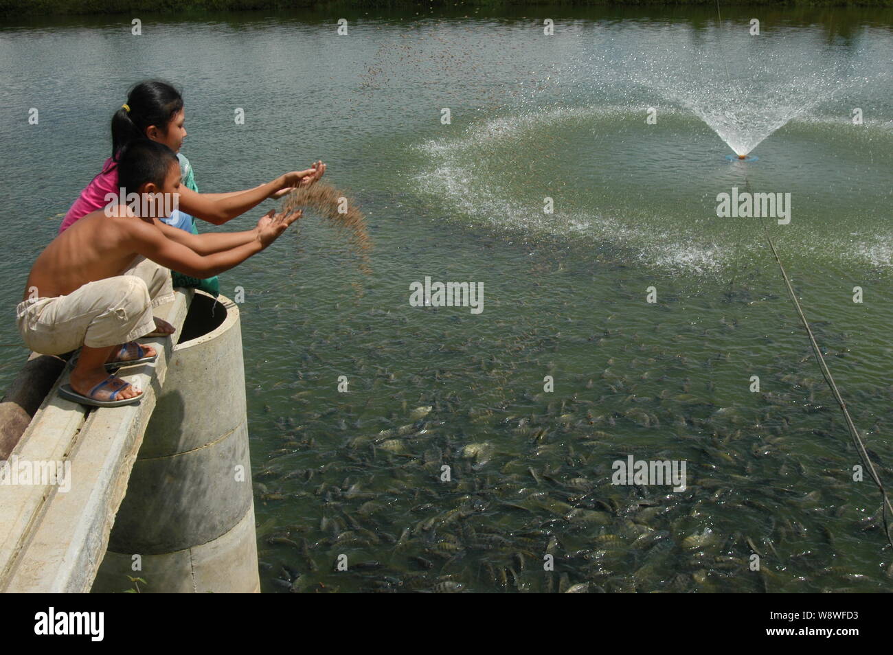 Tilapia breeding hires stock photography and images Alamy