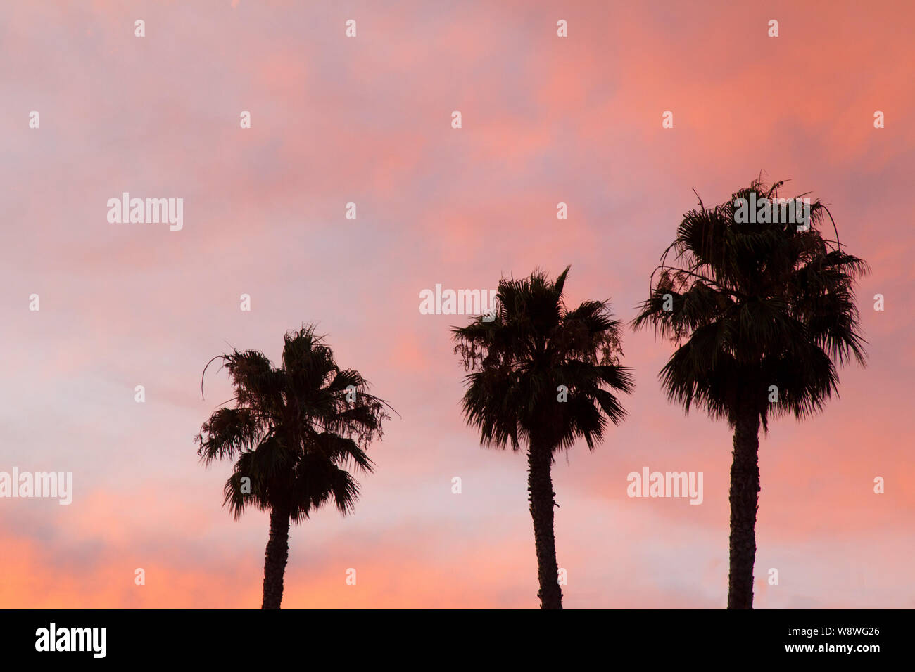 Three Silhouetted Palm Trees Pink Sunset Sky Stock Photo